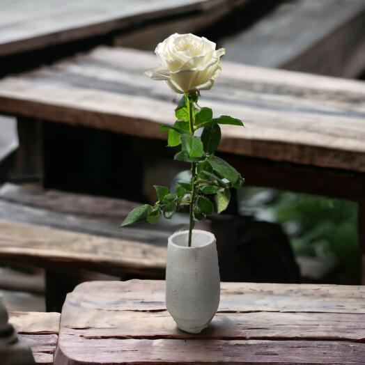 White Equador roses ~70 cm, The Price is indicated per stem