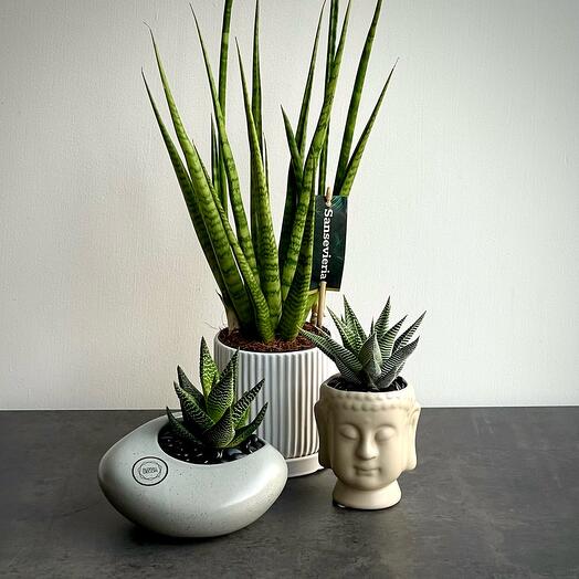 Set of three succulents