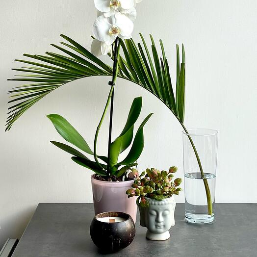 Set orchid with coconut candle and phytonia