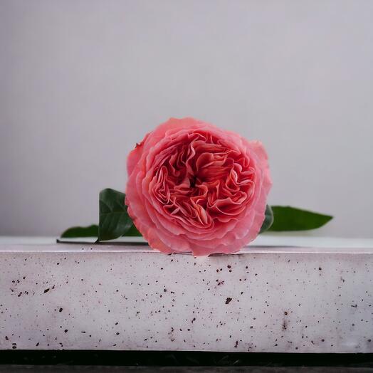 Peony Garden Roses (Pink), Price is indicated per stem