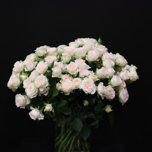 Spray roses "Sophie"