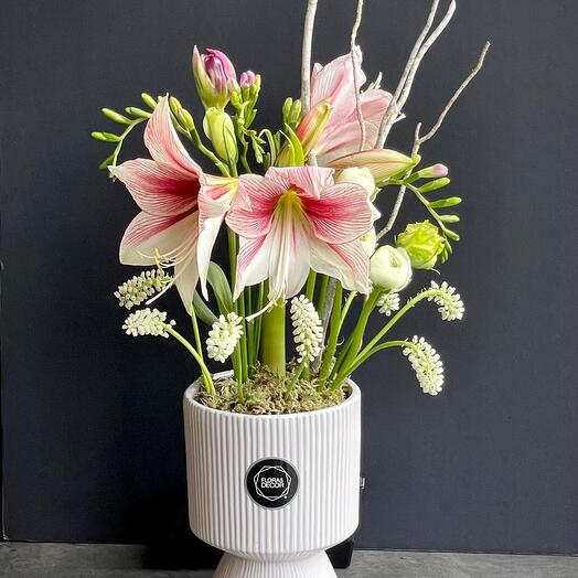 Composition with Amaryllis