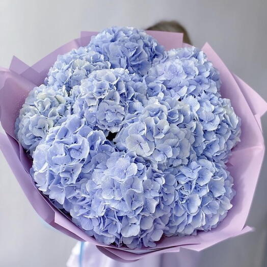 Hortensia (lilac, pink or blue)