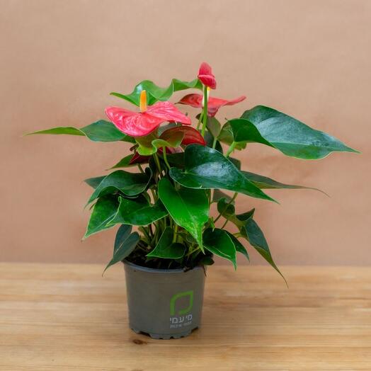 Anthurium andreanum