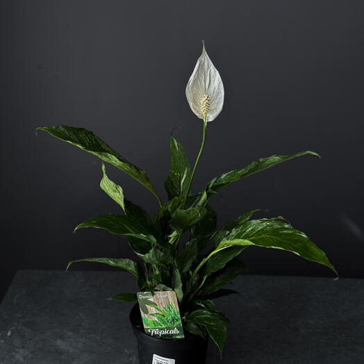 Peace Lily  Domino  – 6" Pot