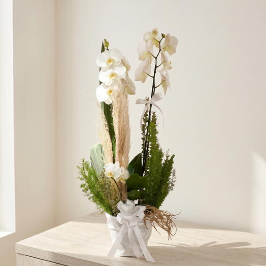Orquidea phalaenopsis