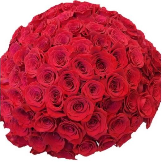 100 red roses - short stems