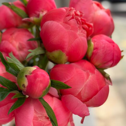 Peony Coral Charm