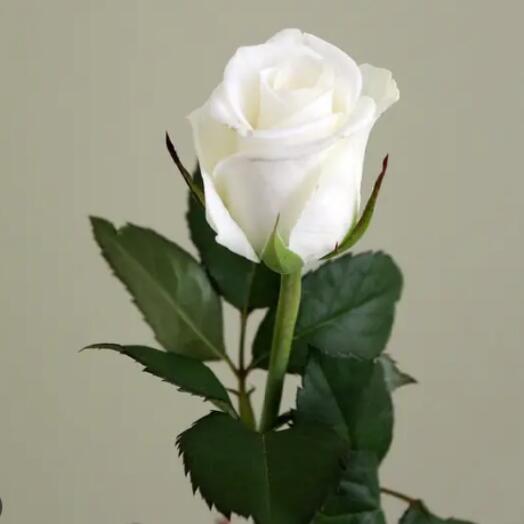 White rose