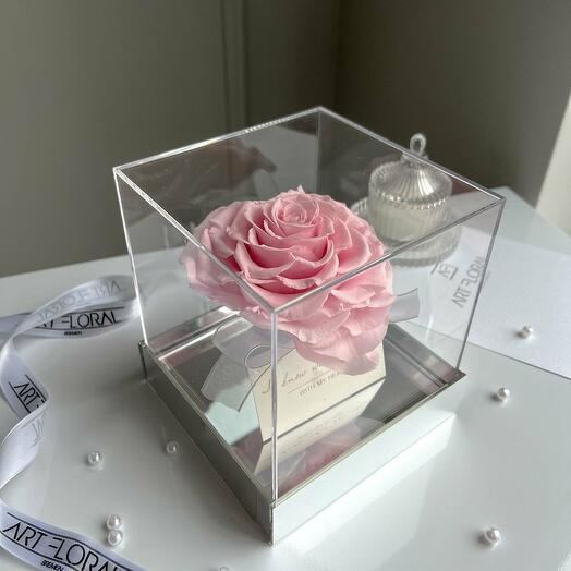 Rosa Infinity Herz-Rose im Acrylwurfel