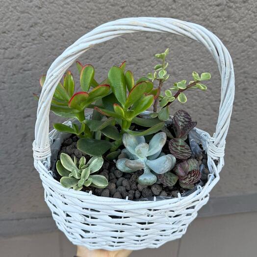 Basket with succulents and a lucky tree