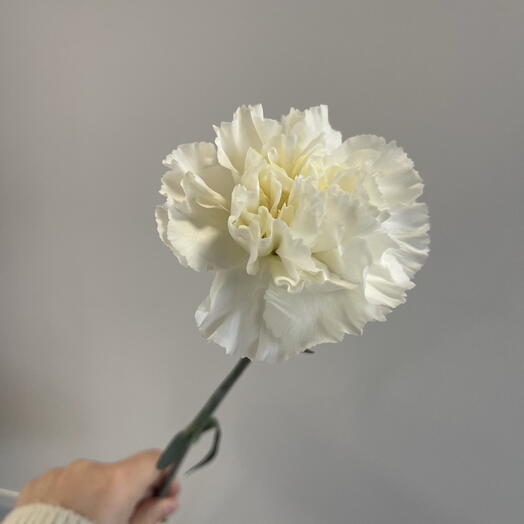 White carnation