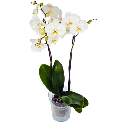 Fehér egyszárú orchidea