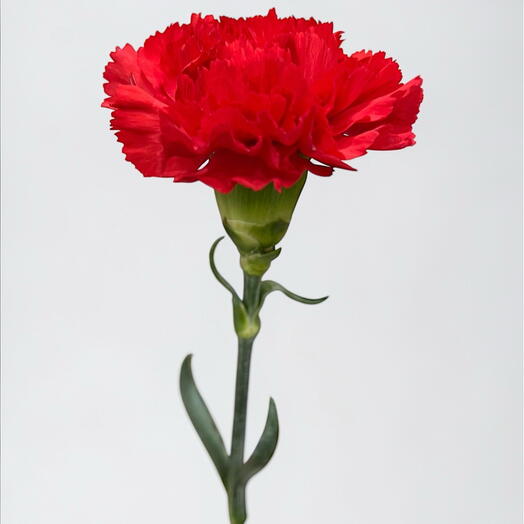 Carnation red