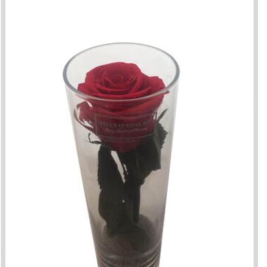 Little vase + red roze ( stabilized rose)