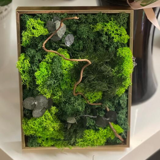 Stabiliseeritud sammal