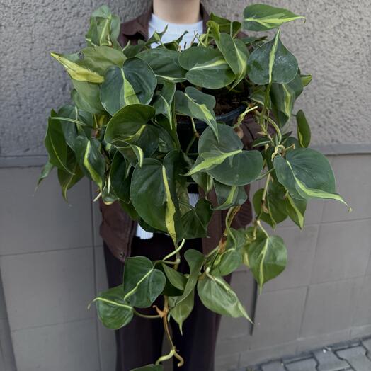 Indoor plant Epipremnum