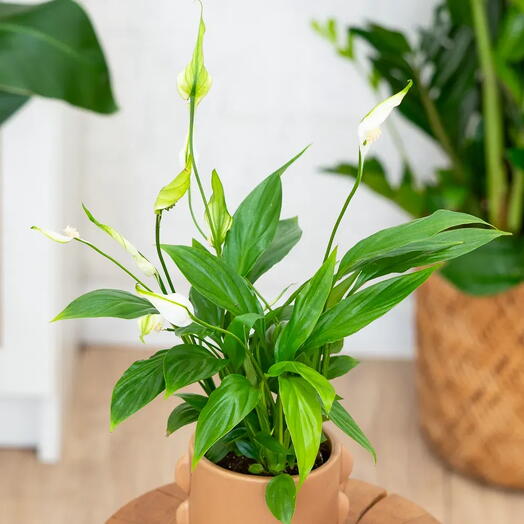 Spathiphyllum mały