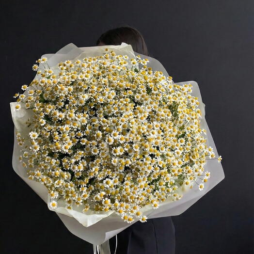 🌼 Olbrzymia Letnia Chmura: 50 / 51 łodyg rumianku (Matricaria)