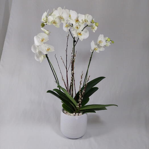 Orquidea blanco