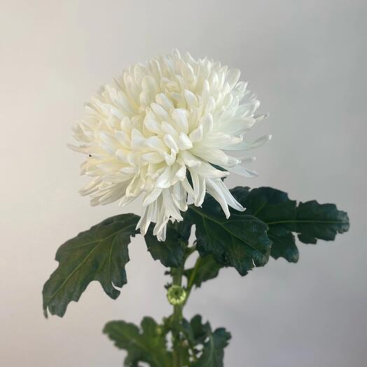 Chrysanthem Antonov
