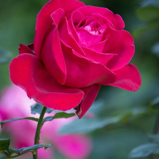 Rosa 8
