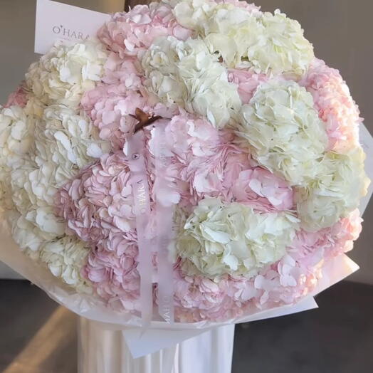 Mono Hydrangeas XL