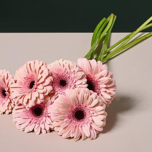 באנץ׳ גרברות