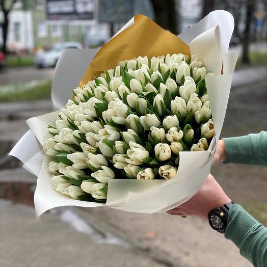 100 White Dutch Tulip