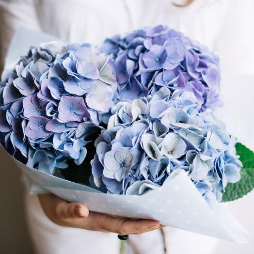 Blue hydrangeas bouquet