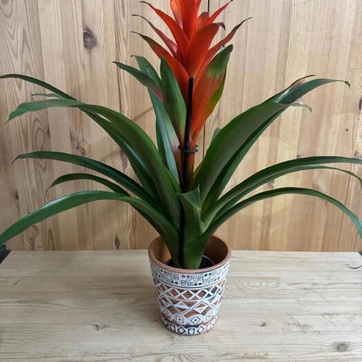 Комнатное растение Guzmania