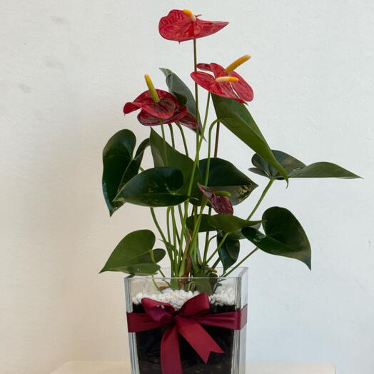 نبات انتوريوم احمر