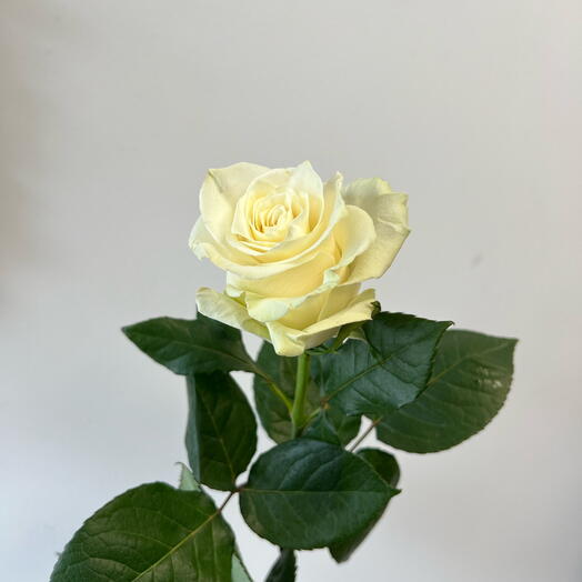 Rose Mondial 60cm