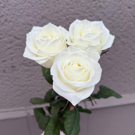 3 white roses with a beautiful scent
