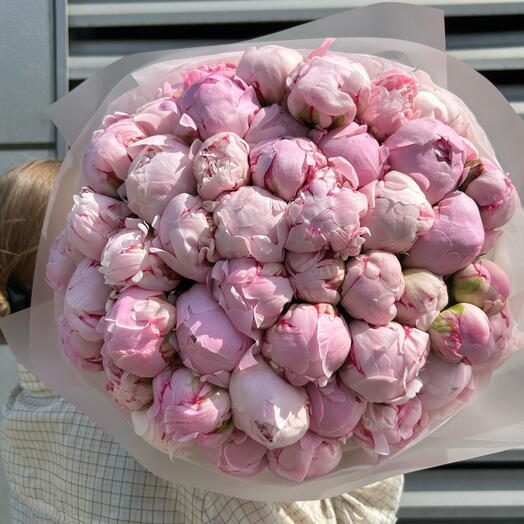 50 peonie rosa