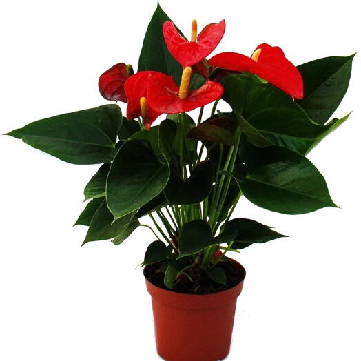 Rotes Anthurium