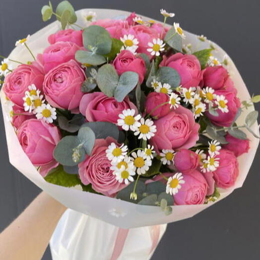 Rosa Delicata