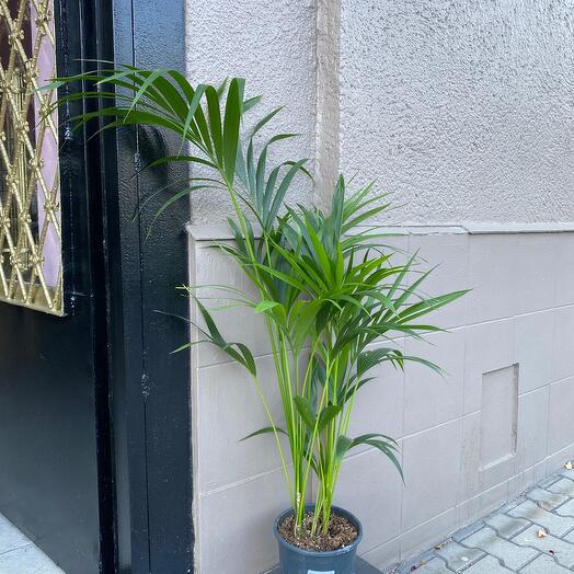 Palm 120 cm