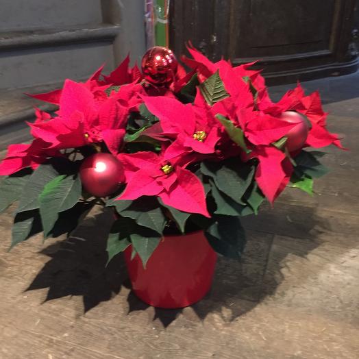 Poinsettia