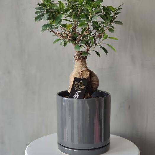 Ficus Microcarpa plant