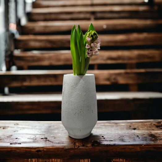 Hyacinthus (Mixed colours)