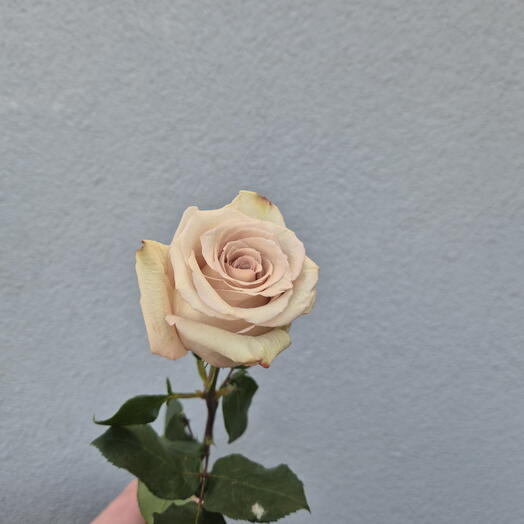 Rosas beige - Elige entre 9 piezas