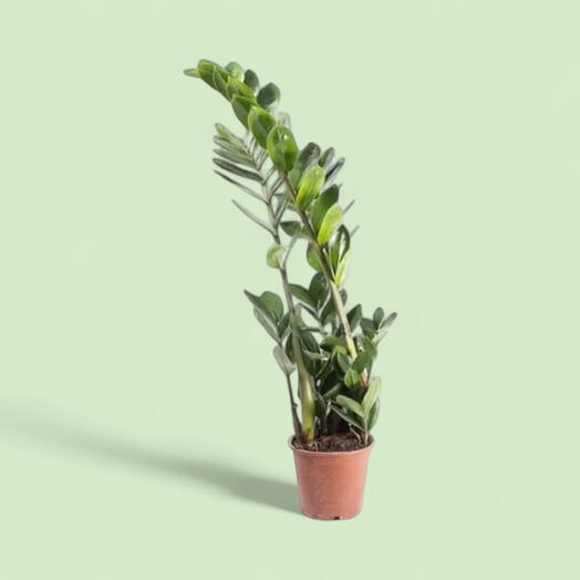 Замиокулькас