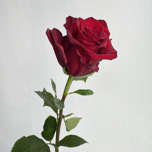 Czerwona róża Ekwador Explorer 50