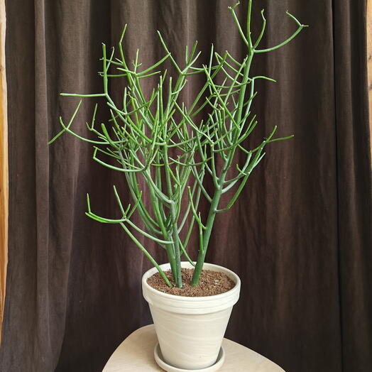 Euphorbia Tirucalli