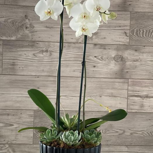 Orquidea con suculentas