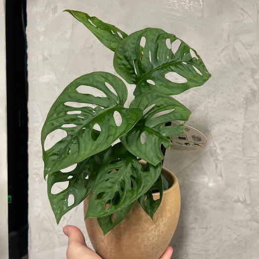 Monsteramonkey with pot