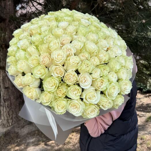 101 White Ecuadorean Rose