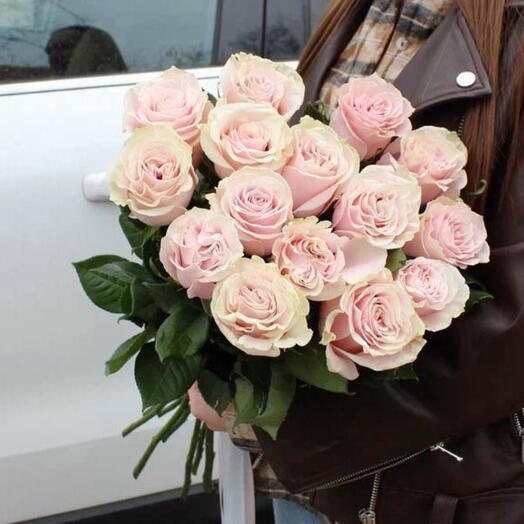 13 pink Mondial rose