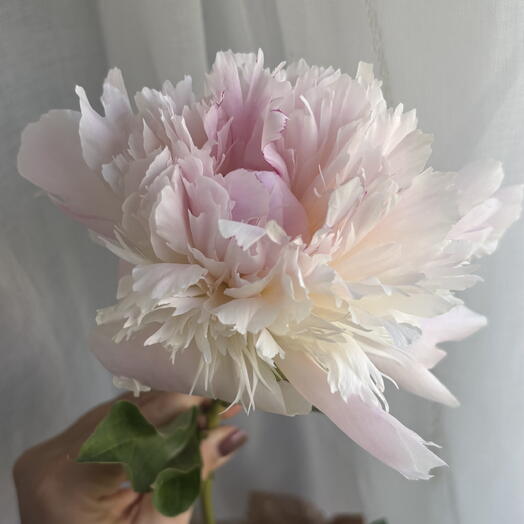 Peony